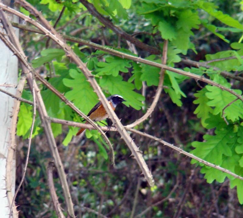 Codirosso (Phoenicurus phoenicurus)